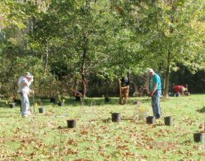 Planting Trees