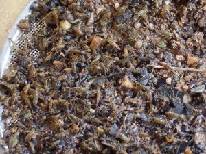 Macro-invertebrates found in Antietam Creek.